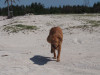 buster-jumps-for-joy