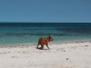 buster-on-the-beach